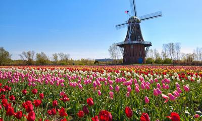 Tulips in Holland Michigan